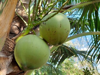 coconut on the tree