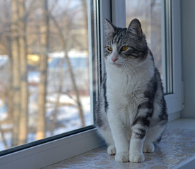 Portrait of a cute gray fluffy shorthair bengal cat making a funny face looking seriously sitting by window. Adorable domestic pet