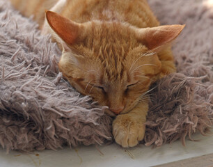 Naklejka premium Portrait of a cute ginger fluffy shorthair tabby cat making a funny face and sleeping. Adorable domestic pet.