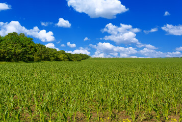 Fototapeta na wymiar Spring landscape with green field .