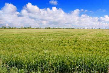 Spring landscape with green field .