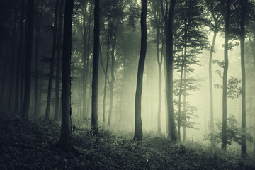 dark mysterious forest at night, scary halloween background