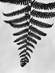 fern leaf isolated in the sky, black and white photography