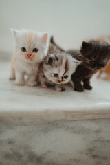 baby kittens