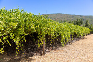 Fototapeta na wymiar Large vineyard with vines growing over the sides 