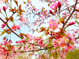 Branches of beautiful blooming pink sakura. Floral background.