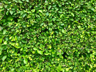 Fototapeta na wymiar Fresh Green Leaves shrubs Texture ,Wall shrubs