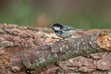 Coal tit perched on a branch close up in the summer