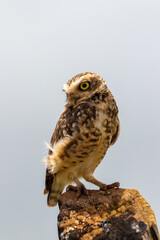 owl