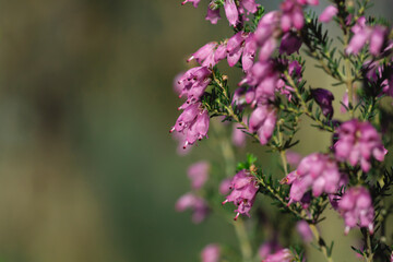 Irish heath pink flowers