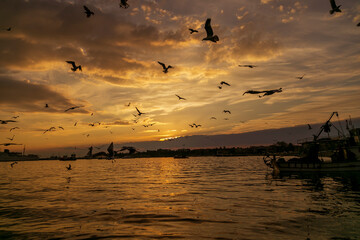 Fototapeta na wymiar amazing sky and sunset. seagulls and bird are flying