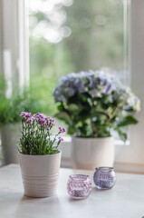 Small dianthus flowers, called pink kisses in the white pot and candle holders of pink and violet colors on the background of the window, asparagus and purple-blue hydrangea flowers on the windowsill.