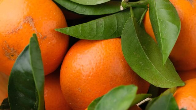 tangerines, clementines, mandarin fruit with green leaves background