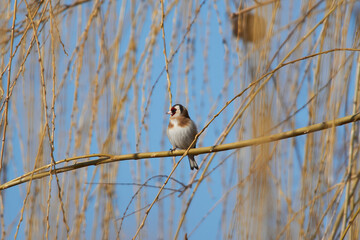 Carduelis carduelis sit on tree
European goldfinch sit on branch Volgograd region, Russia.

