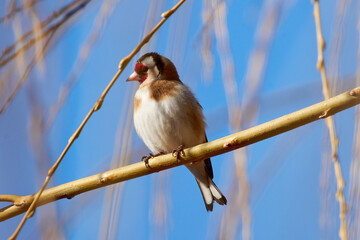 Carduelis carduelis sit on tree
European goldfinch sit on branch Volgograd region, Russia.

