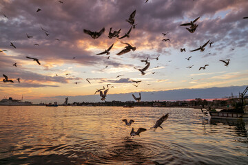 amazing sky and sunset. seagulls and bird are flying