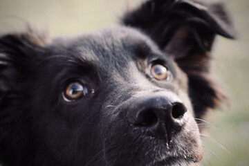 Closeup shot of a cute black dog with ears down looking up