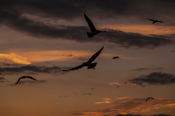 Fototapeta na wymiar amazing sky and sunset. seagulls and bird are flying