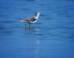 Marsh sandpiper at river. Tringa stagnatilis. The marsh sandpiper is a small wader.