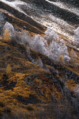 Snowy trees painted silver in an ocher meadow