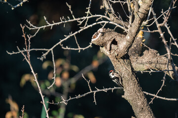 Woodpecker on a tree trunk pecking