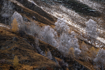 Snowy trees painted silver in an ocher meadow