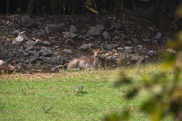 Naklejka na ściany i meble Female fallow deer lying in a meadow.