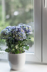 White flowerpots with purple-blue hydrangea flowers on a white windowsill.