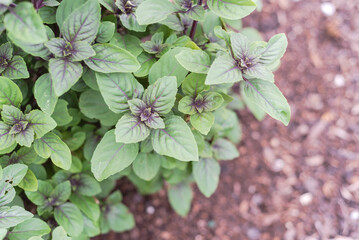 Blossom African blue basil (ocimum kilimandscharicum) on soil compost background, hybrid of camphor...