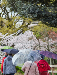 雨の日に桜満開の公園で花見している人々の姿