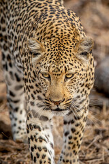 Close up of a Leopard's head in Kruger.
