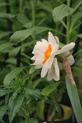 white and yellow flower