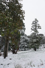 firenze innevata