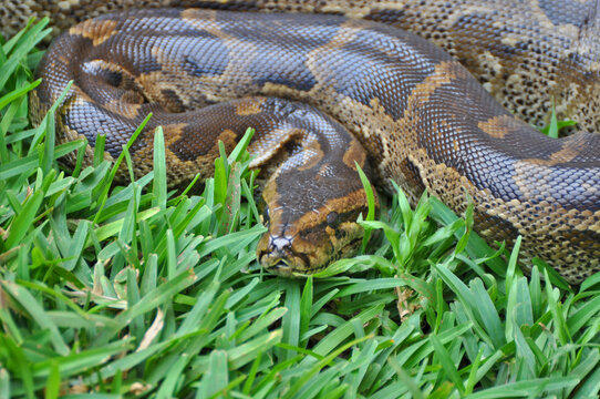 Closeup shot of a python in the grass