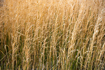 Fototapeta premium Tall Grases Fade From Green To Straw Yellow