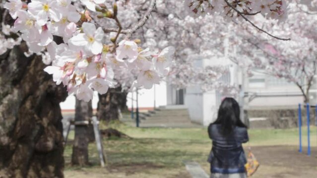 Old Asian people taking photos under Sakura cherry blossom trees in Japan