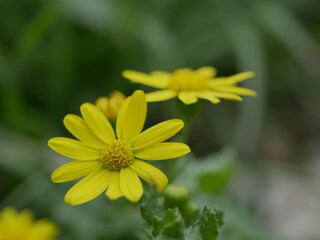 A small yellow flower on a background of green grass on a sunny spring day. A fragrant herbaceous plant in a meadow in natural conditions.