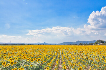 夏の風景｜爽やかな青空と咲き誇る向日葵畑