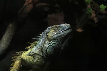 Foto op Canvas Closeup of a Green iguana in a terrarium © Ja1144/Wirestock Creators