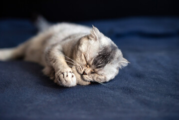 Domestic Scottish Fold gray cat holds a toy in its paws and bites it lying on its side