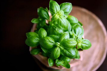 Fresh basil leaves. Top view.