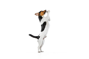 Full-length portrait of cute small dog, Jack Russell Terrier playing, jumping isolated on white...