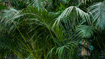 Palm tree leaves in the pots that shot with low key exposure