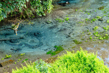 初春の柿田川湧水群　静岡県清水町　Kakita River springs in early spring. Sizuoka-ken Shimizu town.