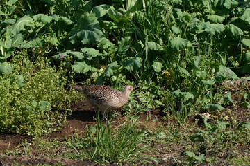 common pheasant in the field