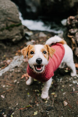 The dog walks in the forest. Jack Russell Terrier in a sweater (clothing)  Happy doggy sits and smiles. Very happy friendly puppy
