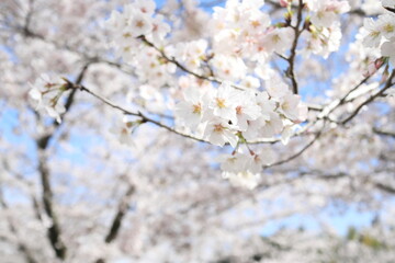 Obraz premium 美しい白色のソメイヨシノの花