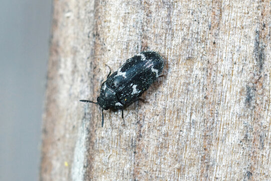 Closeup on a Megatoma undata beetle, emerging from nests of mason bee, Osmia rufa in the bee-hotel