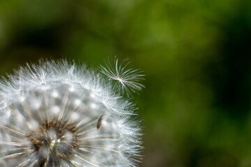 White fluffy dandelion flower on green sunny background