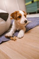 Jack Russell Terrier puppy. Very cute little white dog